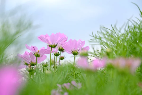 Alttaki Görüntüde Pembe Çiçekler Mavi Gökyüzünde Fotokopi Alanı Ile Birlikte — Stok fotoğraf
