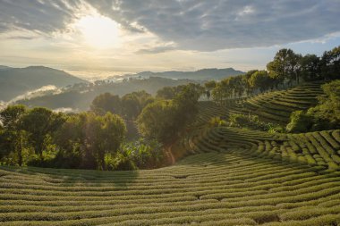 Sabah güneş güneş ışığı aşağı çay plantasyonunda parlar.