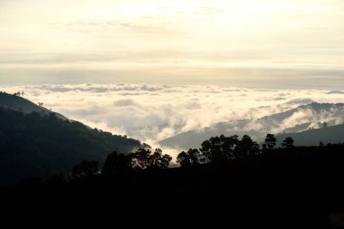 Hill ve ağaç yapısı, sabahleyin sis.
