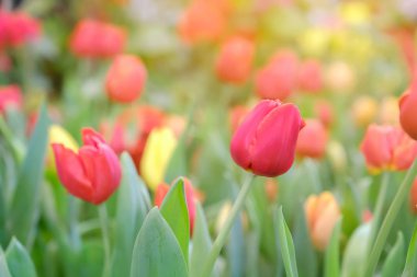 Red tulips growing in field flower in warm light.