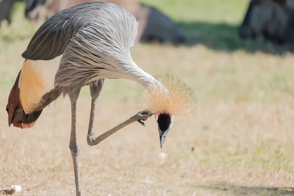 One standing bird is raising his legs and scratching his head.