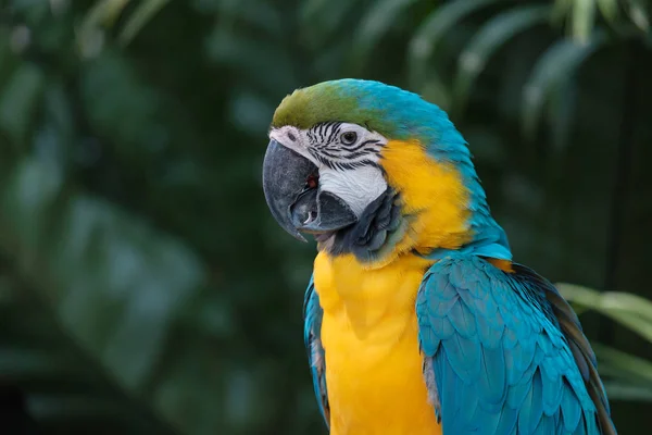 Den Vackra Papegojan Ser Något Skogen — Stockfoto