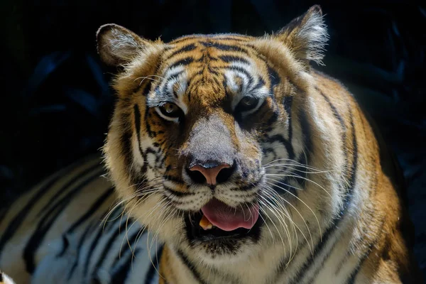 Ögonen Tiger Som Stirrar Våldsamt Framåt Stockbild