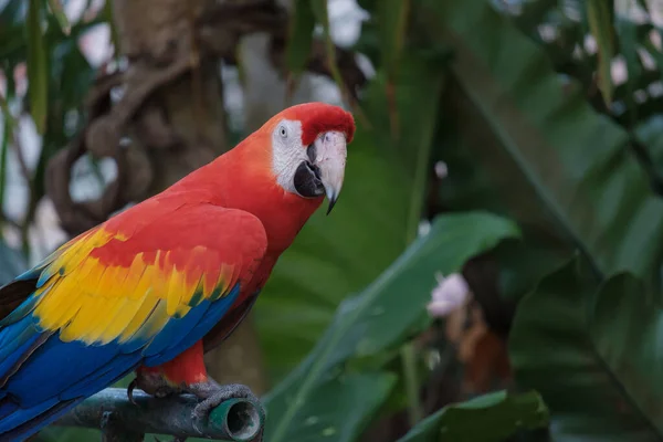 Güzel Papağan Ormanda Bir Şey Arıyor — Stok fotoğraf
