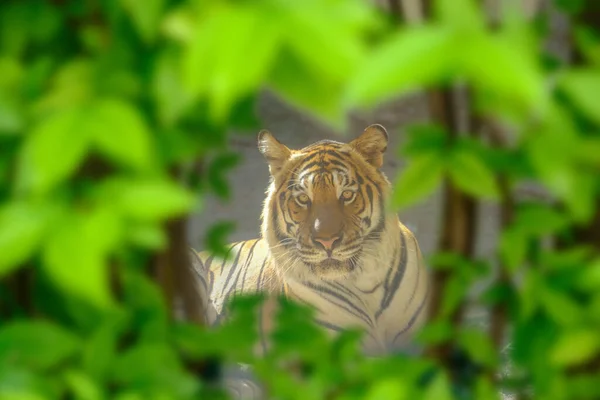 Глаза Тигра Свирепо Смотрят Вперед Сквозь Маленькие Пробелы Листьях — стоковое фото
