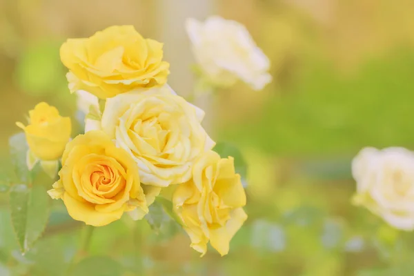 オレンジの光に囲まれた黄色いバラの花束 ストックフォト