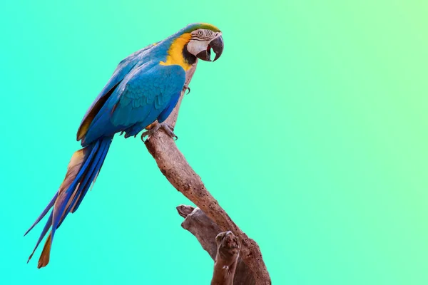 Papoušek Větev Zeleném Pozadí Kopírovacím Prostorem — Stock fotografie