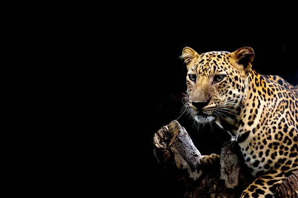 Тигриный Ягуар Черном Фоне — стоковое фото