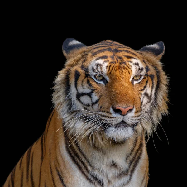 Gros Plan Tête Tigre Sur Fond Noir — Photo