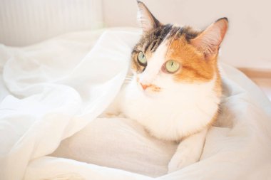 Üç renkli kedi yatağa yatıyor. Kabarık pet rahat uyumak için veya oynamak için yerleşti. Sevimli rahat arka plan, sabah yatmadan evde.