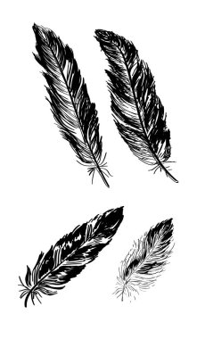 beyaz arka planda izole edilmiş siyah dekoratif tüylerin yakın çekim görünümü