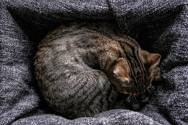 An adult striped kitten sleeps on a soft knitted wool blanket, curled up in the cold on an autumn day, hiding its nose.