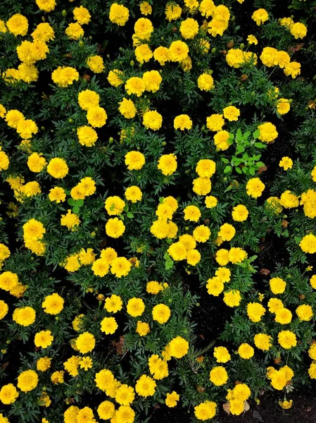 Yellow blooming summer wildflowers. Background and texture.