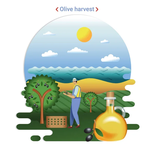 Flache Farmlandschaft Illustration Der Olivenernte Ländliche Landschaft Mit Olivenhainen Und — Stockvektor