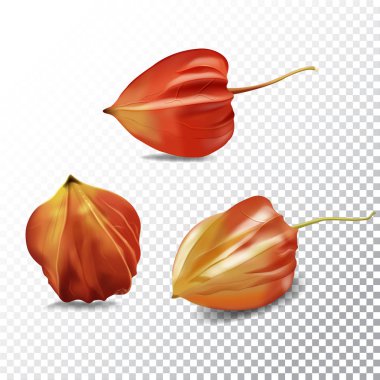 Physalis berry vektör gerçekçi illüstrasyon. Mutfak için Çin kış kiraz. Sağlıklı ve organik tatlı bitkiler, gurme tatlı. Şeffaf arka planda renkli izole meyveler.
