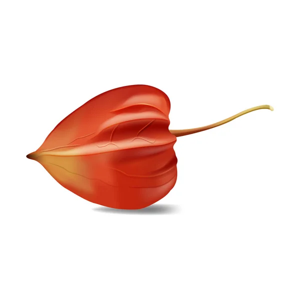 Ilustración realista vectorial de Physalis berry. Cereza china de invierno para la cocina. Plantas dulces saludables y orgánicas, postre gourmet. Coloridas frutas aisladas sobre fondo blanco . Vector De Stock