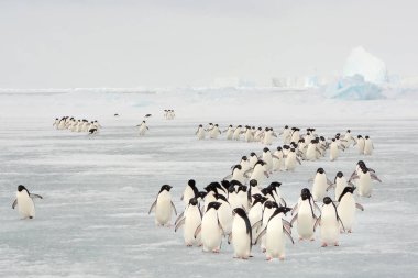  Annual migration of penguins in Antarctica. clipart