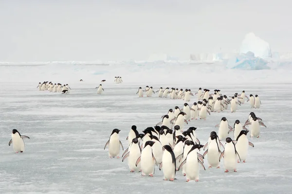 Årliga Flyttning Pingviner Antarktis — Stockfoto
