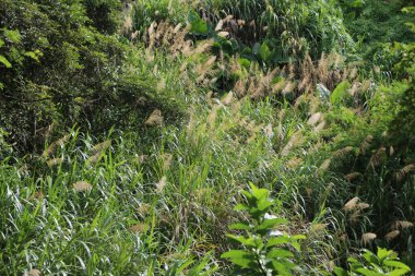 Islak alandaki uzun otlar ve çalılar yoğun bitki örtüsüyle çevrili. Bitkilerin üç metreye kadar uzanan uzun yaprakları vardır.