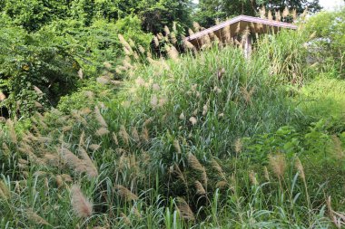 Bahçedeki yaklaşık bir şablon genişliğinde ve ayak seviyesinde üç iz derinliğindeki uzun otlar birkaç yıldır yemyeşil olmuştur. Çatı katı onların arasından görülebiliyor..