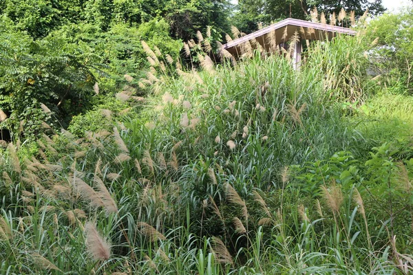Bahçedeki yaklaşık bir şablon genişliğinde ve ayak seviyesinde üç iz derinliğindeki uzun otlar birkaç yıldır yemyeşil olmuştur. Çatı katı onların arasından görülebiliyor..