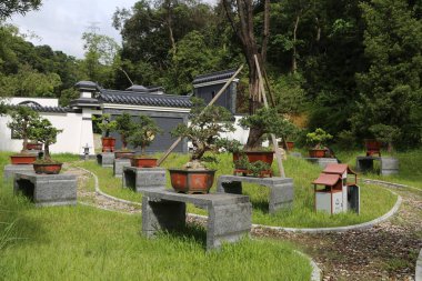 Yeşil çimenler ve çalıların arkasındaki beyaz duvarlarla çevrili taştan masalarda çiçek saksılarında çeşitli bonsai ağaçları olan bir Çin mezarlığı.