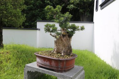 Yeşil çimenler ve beyaz duvarlarla çevrili gri beton bir bloğun tepesine yüksek tabanlı dikdörtgen bir çömlekte duran kalın, eski siyah bir çam bonsai. Fotoğraf yan taraftan çekilmiş..