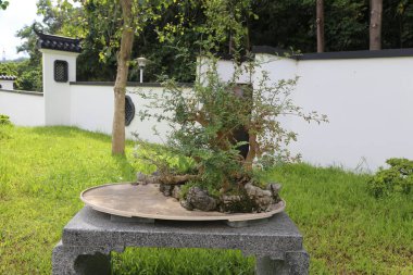 Çin usulü bonsai, beyaz duvarların ve yeşil çimenlerin önündeki taş masaya, yukarı doğru açılı bir bonsai yerleştirilir..