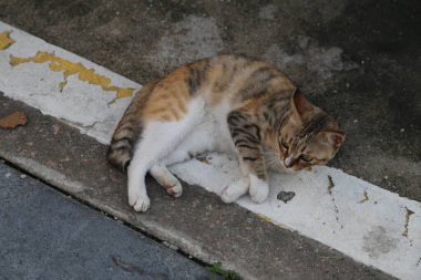 Bir kedi asfalt yolun kenarında yatıyor, kafası eğik ve yanındaki bir şeye bakıyor. Fotoğraf yukarıdan çekilmiş, sokağın her iki tarafına da beyaz çizgiler çizilmiş.