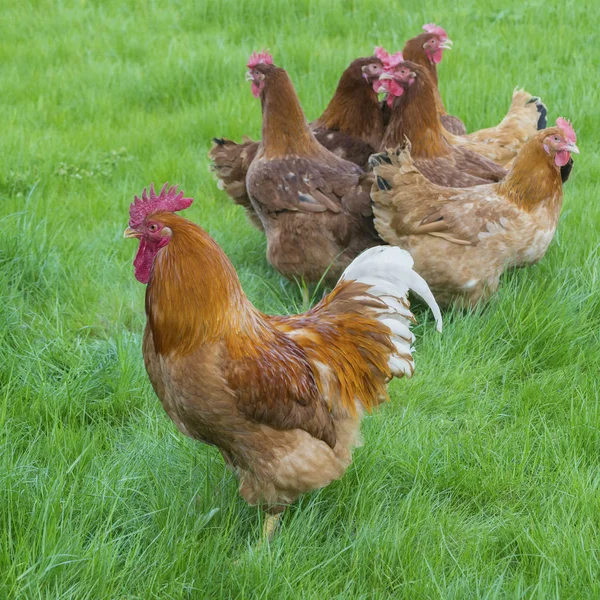 New Hampshire bir yeşil çayır üzerinde otlatma tavuklar
