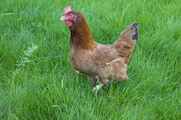 New Hampshire Hens Grazing Green Meadow — Stock Photo, Image