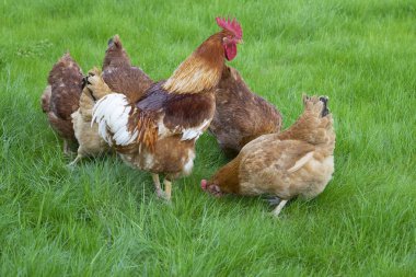 New Hampshire bir yeşil çayır üzerinde otlatma tavuklar