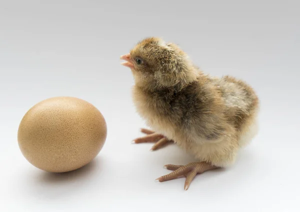 Beyaz bir arka plan üzerinde izole küçük genç küçük kahverengi tavuk Bielefelder doğurmak