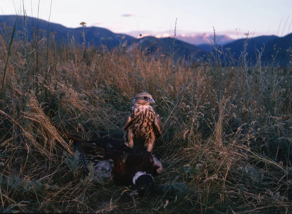 Pheasans Şahin ulu ile için avcılık