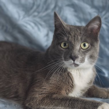 Doğrudan yetişkin gri kedi geniş açılmış gözlerle bakıyor.