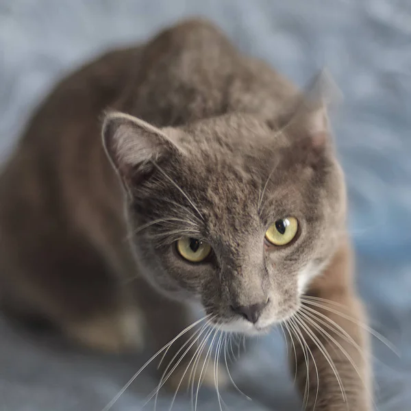 Dorosły Kot Szary Szeroko Otwartymi Oczami Patrzy Bezpośrednio Ciebie Złością — Zdjęcie stockowe
