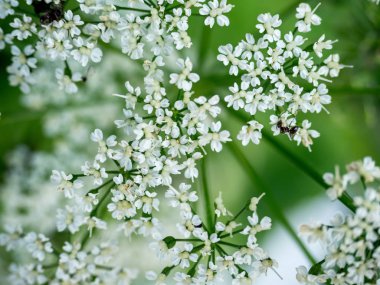 Angelica triquinata ve açık hava karınca