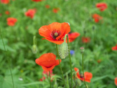 parlak güneşli bir günde yeşil bir arka plan üzerinde kırmızı haşhaş