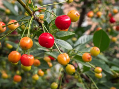 Kiraz ağacı dalı. taze olgun kiraz. Tatlı kiraz bahçesinde.