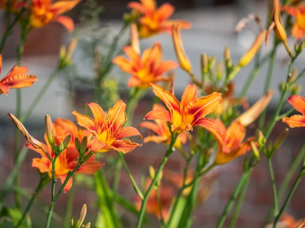 Helder Oranje Lelies Buitenshuis Closeup — Stockfoto