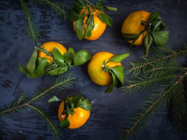 koyu arka plan, çam dalları yaprağı ile taze mandalina meyve