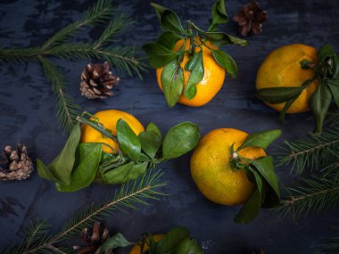 koyu arka plan, çam dalları yaprağı ile taze mandalina meyve