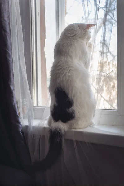 Den Vita Katten Står Fönsterbrädan Och Ser Genom Fönstret Han — Stockfoto