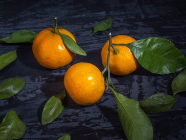 Koyu arka plan, çam dalları yaprağı ile mandalina meyve