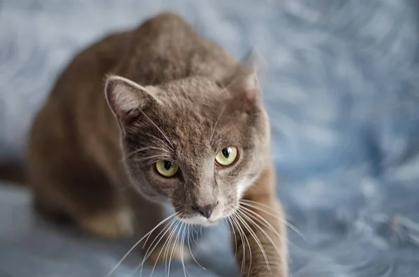 Szary Kot Jest Bardzo Zły Patrząc Ciebie Zbliżenie Niewyraźne Tło — Zdjęcie stockowe