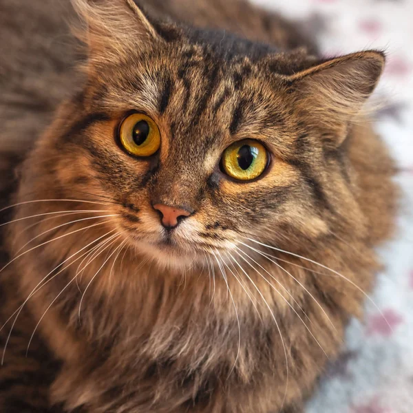 Portret Puszysty Kot Spogląda Wprost Obiektyw Makro — Zdjęcie stockowe