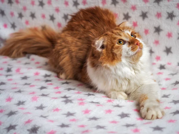 Glad Röd Och Fluffig Ung Katt Ligger Soffan Och Ser — Stockfoto