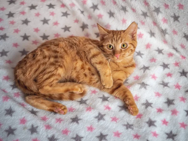 Gatinho Listrado Gengibre Deitado Sofá Casa Olhar Alegre — Fotografia de Stock