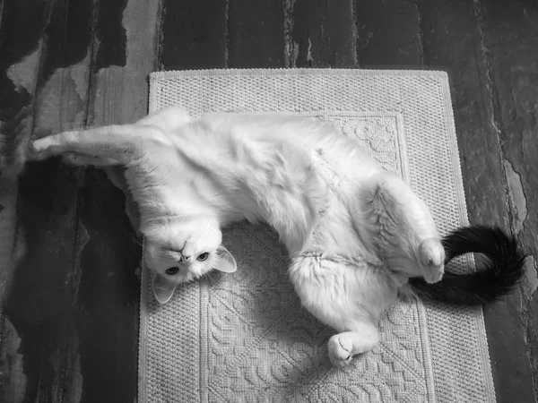 Gato Blanco Alegre Con Una Cola Negra Está Acostado Una —  Fotos de Stock