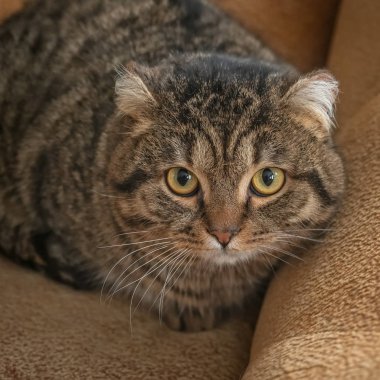 Sarı gözlü büyük çizgili gri kedi portresi. Doğruca lense sarı gözlerle görünüyor.